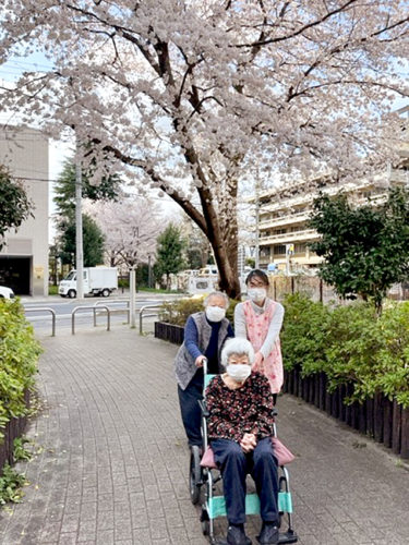 送迎時に通る桜並木。皆が毎年のお花見散歩を楽しみにしている（提供写真）