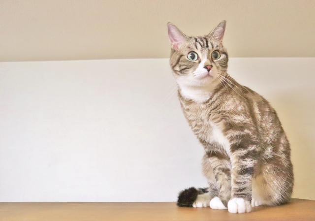 猫（イメージ）