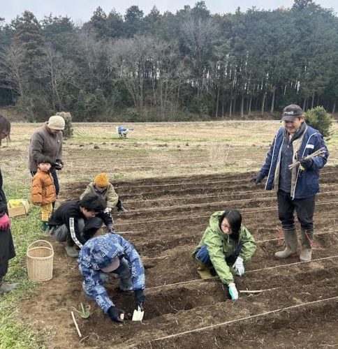 （画像３）畝を整え、ジャガイモの種イモを植える