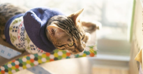 （画像２ネコ：キャプション不要）