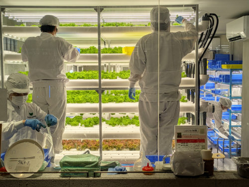 (画像3:野菜を水耕栽培するコネクトアラウンドの工場。働いているのは知的障害のある人たちだ=川崎市中原区)