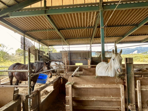 画像2:人懐っこい馬たち