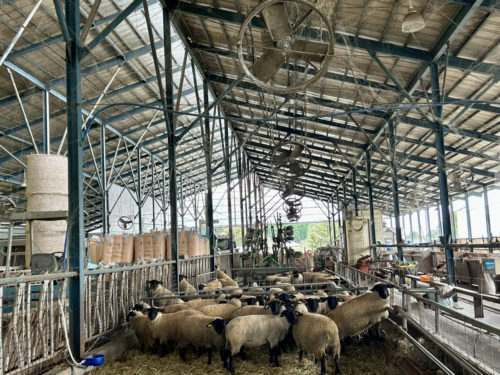 画像4 相馬牧場で飼育されている羊たちの群れ